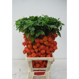 PHYSALIS LAMPION TAK
