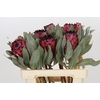Protea Barbigera Ruby Princess Air