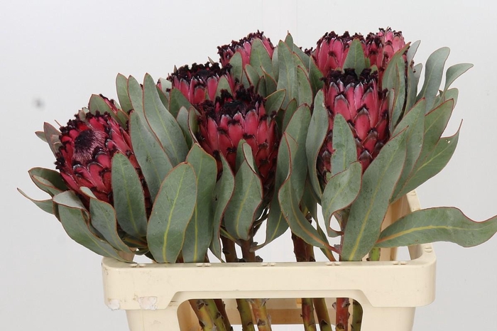 <h4>Protea Barbigera Ruby Princess Air</h4>