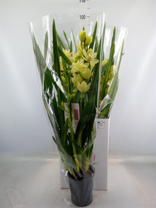 <h4>Cymbidium   ...</h4>