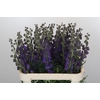 Aconitum Napellus