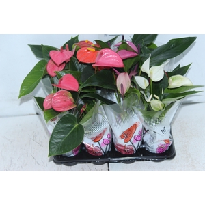 ANTHURIUM VARIADO P06