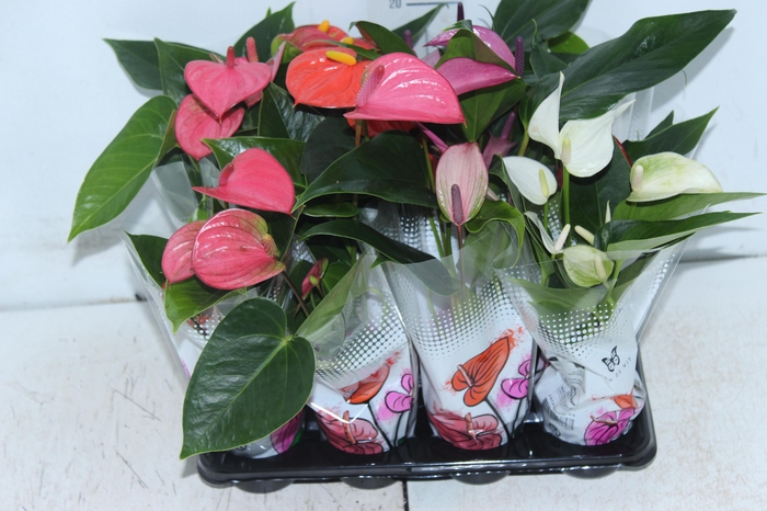 <h4>ANTHURIUM VARIADO P06</h4>