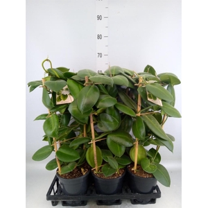 Hoya calycina 'Stargazer'