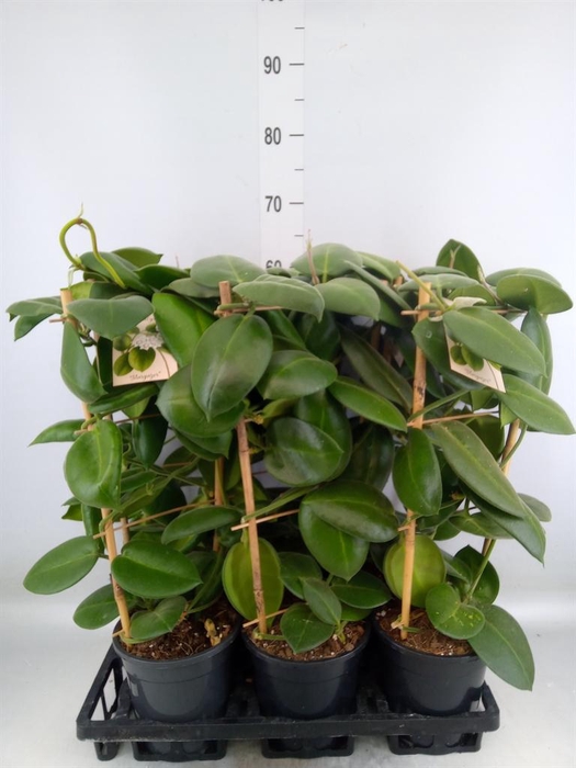 <h4>Hoya calycina 'Stargazer'</h4>