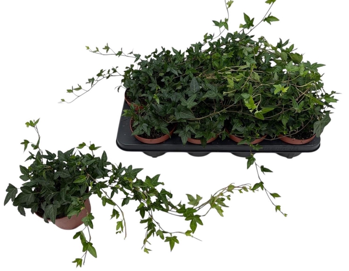 <h4>HED HE SHAMROCK</h4>