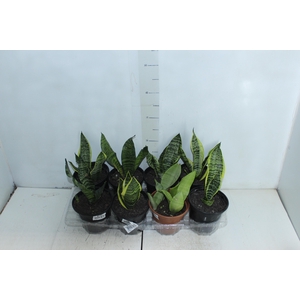 SANSEVIERIA VARIADO P15