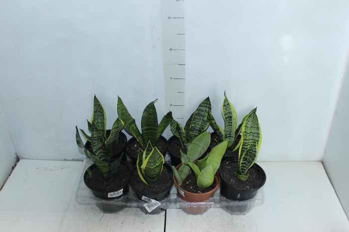 <h4>SANSEVIERIA VARIADO P15</h4>