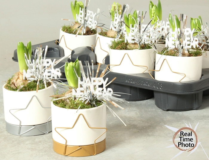 <h4>ARR HYACINTH</h4>