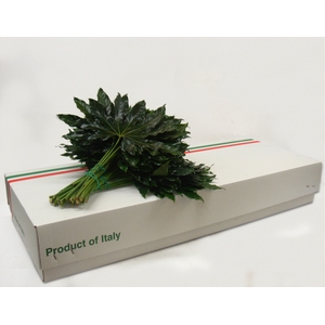 ARALIA LEAVES MIGNON