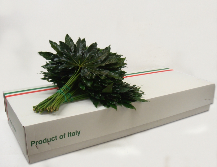 <h4>ARALIA LEAVES MIGNON</h4>