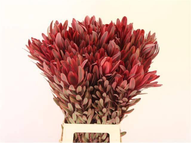 <h4>LEUCAD JESTER</h4>