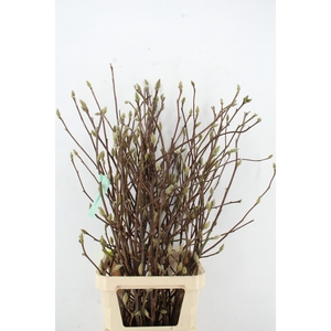 MAGNOLIA LENNEI ALBA PER STEM 120CM