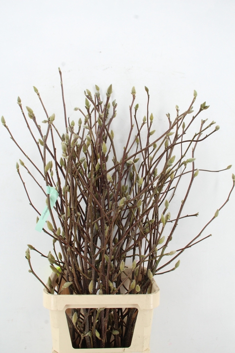<h4>MAGNOLIA LENNEI ALBA PER STEM 120CM</h4>