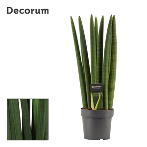 Sansevieria Cylindrica 14 cm Straight (Decorum)