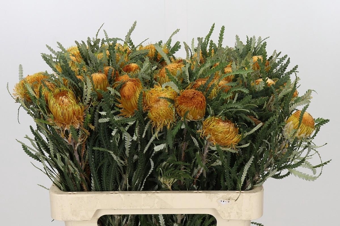 <h4>Banksia Dryandra</h4>