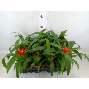 Guzmania  'Tempo'