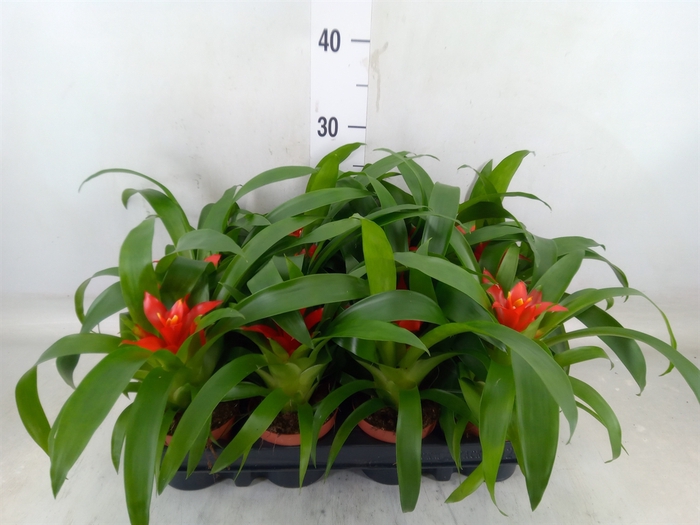 <h4>Guzmania  'Tempo'</h4>