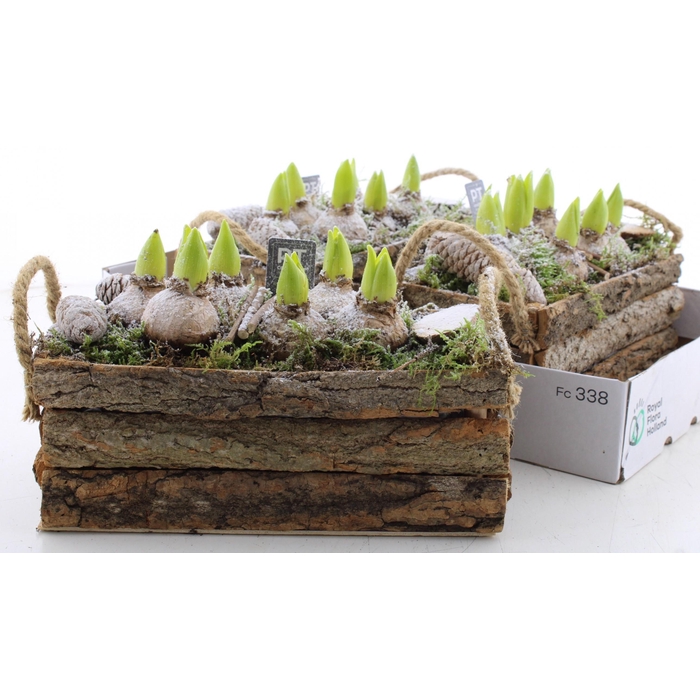 <h4>ARR HYACINTH</h4>