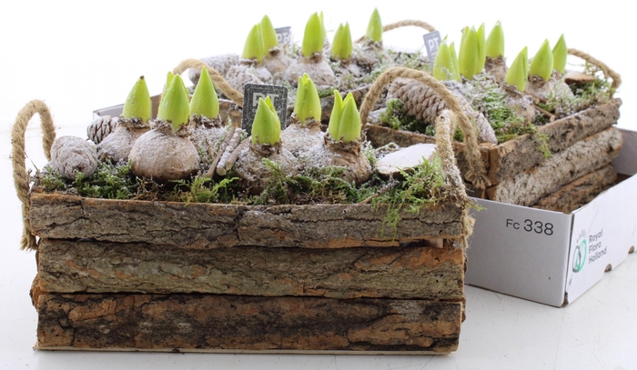 <h4>ARR HYACINTH</h4>