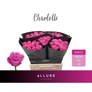 R Gr Charlotte Allure Berg X50