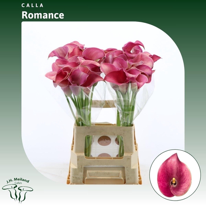 <h4>Calla Romance</h4>