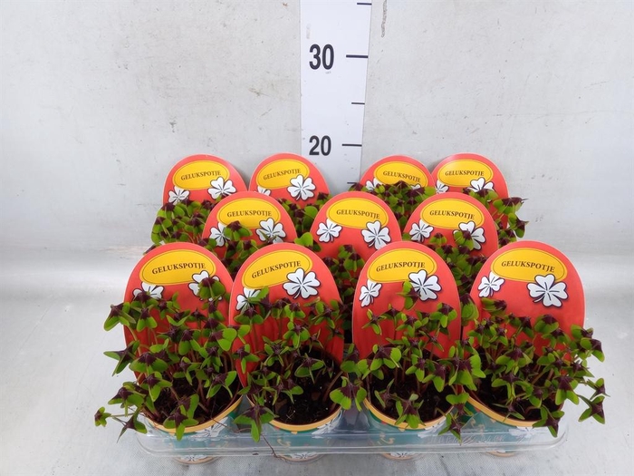 <h4>Oxalis deppei</h4>