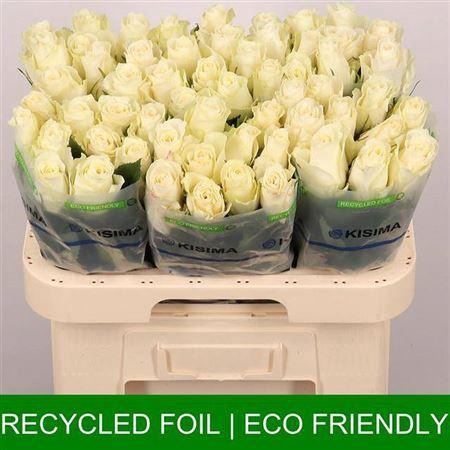 <h4>R Gr Albatros</h4>