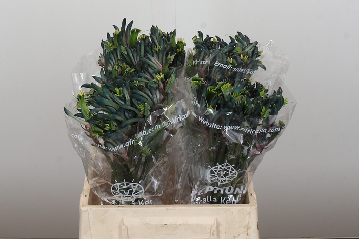 Anigozanthos Celebrations Firework
