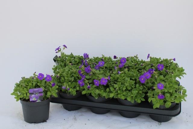 <h4>AUBR GRACILIS KITTE</h4>