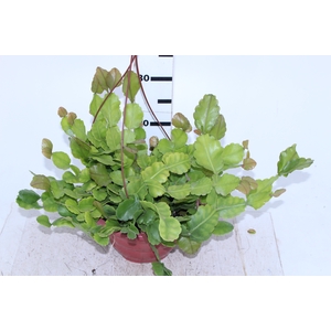 RHIPSALIS OBLONGA C21