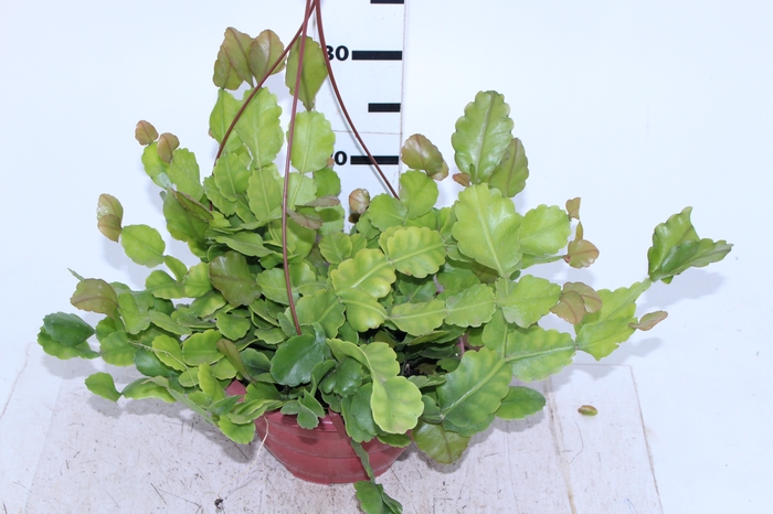 RHIPSALIS OBLONGA C21