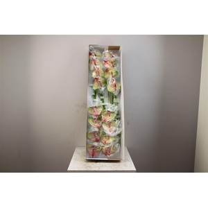 Anthurium Exclusief Nr 331