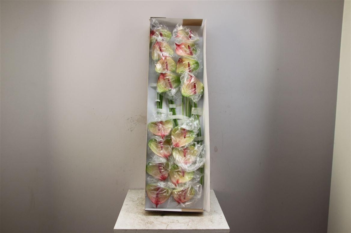 <h4>Anthurium Exclusief Nr 331</h4>