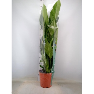 Spathiphyllum  'Sweet Sebastiano'