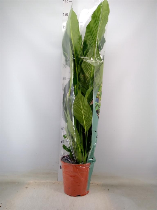 <h4>Spathiphyllum  'Sweet Sebastiano'</h4>