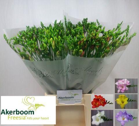 <h4>FREESIA EN   ...MIX</h4>