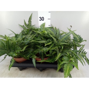 Nephrolepis   ...
