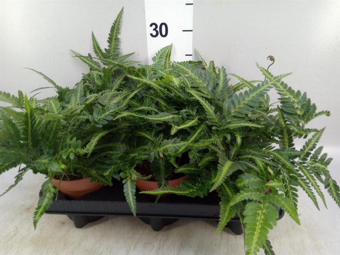 <h4>Nephrolepis   ...</h4>