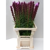 Liatris Spicata