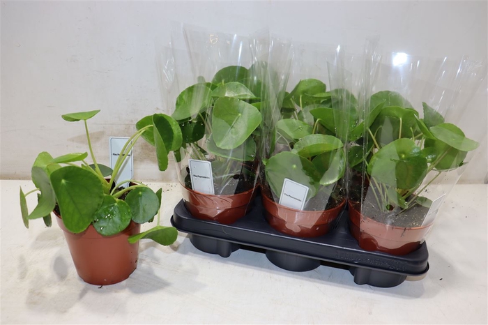 <h4>Pilea Peperomioides</h4>