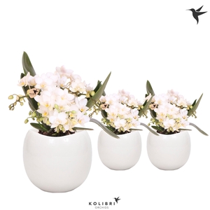 Kolibri Orchids Phalaenopsis Nazare 4 spike in Bowl pot white