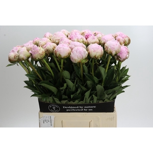Paeonia Pillow Talk