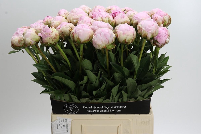 Paeonia Pillow Talk