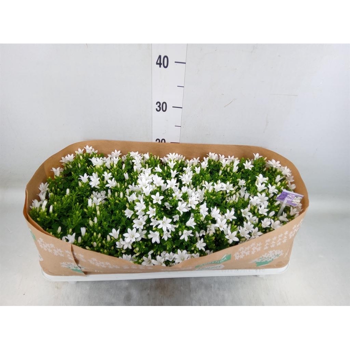 <h4>Campanula porten.</h4>