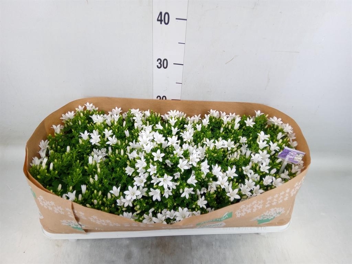 <h4>Campanula porten.</h4>