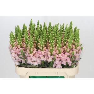 Antirrhinum Avignon Pink
