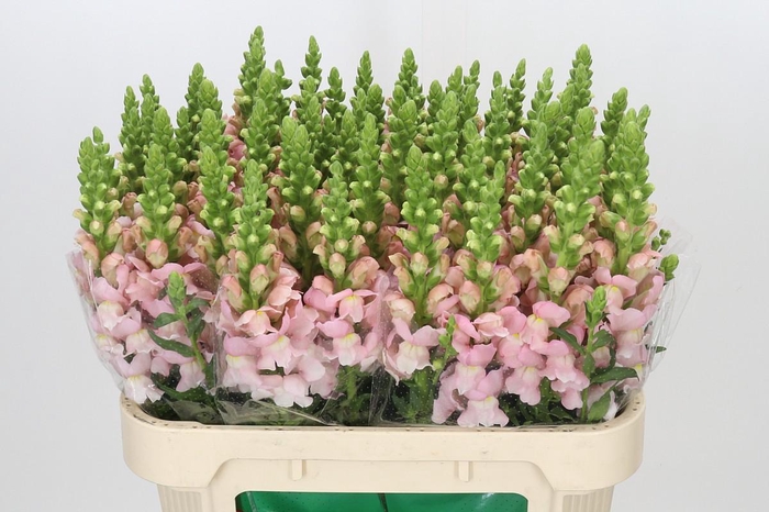<h4>Antirrhinum Avignon Pink</h4>