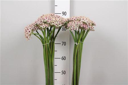 <h4>Allium Silverspring</h4>
