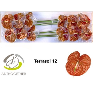 Anth A Terrasol 13 cm X12 Wijnen